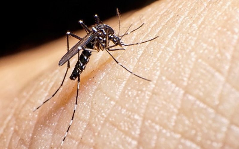 Dengue en Latinoamérica alcanza cifras alarmantes en primer trimestre de 2024