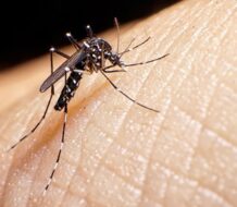Preocupa en Argentina el brote histórico de dengue que ya mató a 119 personas este año