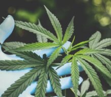 ¡Estafa verde! Arrestan a ruso por estafa de 645 millones de euros en inversiones de cannabis