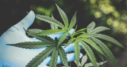 ¡Estafa verde! Arrestan a ruso por estafa de 645 millones de euros en inversiones de cannabis