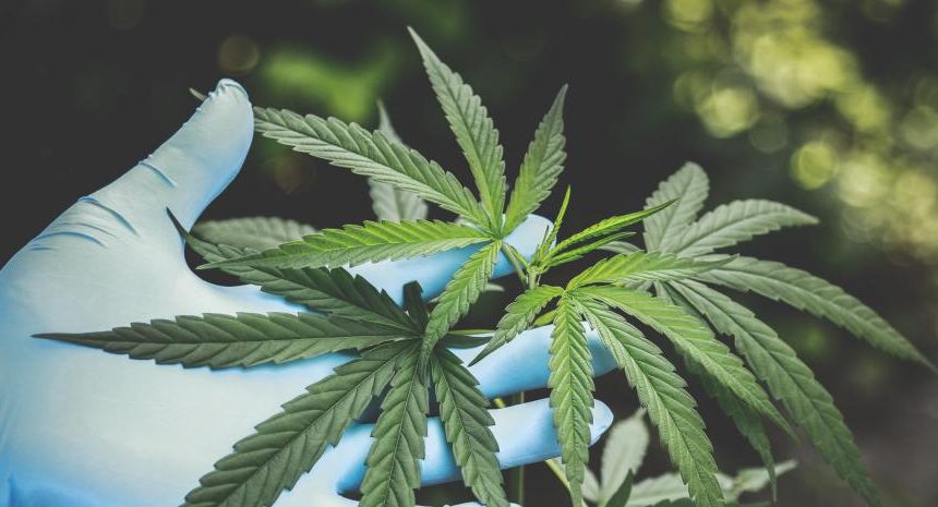 ¡Estafa verde! Arrestan a ruso por estafa de 645 millones de euros en inversiones de cannabis