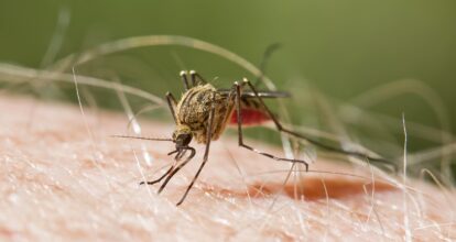 OMS pide acelerar la lucha global para lograr la eliminación de la malaria antes de 2030