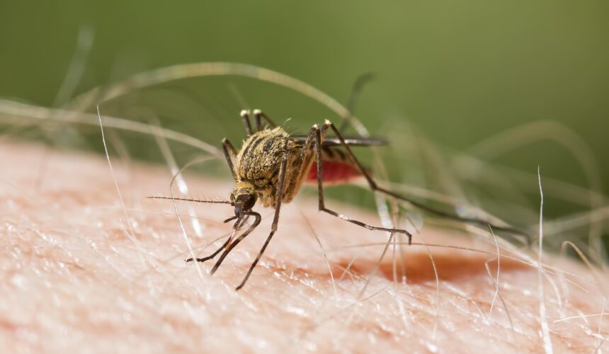 OMS pide acelerar la lucha global para lograr la eliminación de la malaria antes de 2030