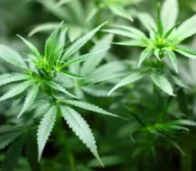 Marruecos comienza venderá infusiones, cremas y aceites a base de cannabis legal