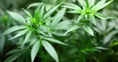 Marruecos comienza venderá infusiones, cremas y aceites a base de cannabis legal