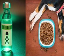 Denuncian envenenamiento de varios perros en Santiago Rodríguez