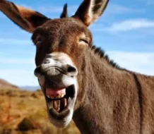 Día Mundial del Burro ¿Por qué se conmemora?