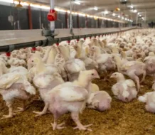 Gobierno dispone de más de RD$900 MM para pignoración de pollos