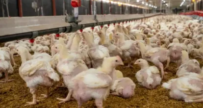 Gobierno dispone de más de RD$900 MM para pignoración de pollos