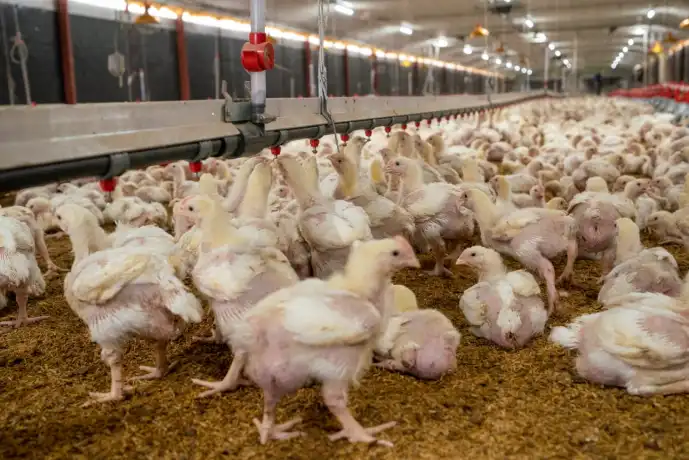 Gobierno dispone de más de RD$900 MM para pignoración de pollos