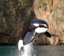 Multan a un hombre de 50 años por saltar sobre una orca en Nueva Zelanda