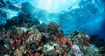 Declaran emergencia ambiental en Puerto Rico por especie invasora que afecta los corales