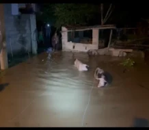 Río Yuna se desborda en Villa Riva; productores porcinos arriesgan sus vidas sacando los cerdos