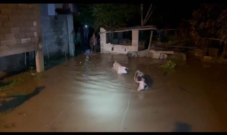Río Yuna se desborda en Villa Riva; productores porcinos arriesgan sus vidas sacando los cerdos 