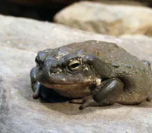 El veneno modificado de un sapo podría ser una opción terapéutica contra la depresión