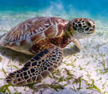 RD, entre países que llaman a la acción y colaboración para proteger a las tortugas marinas