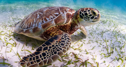 RD, entre países que llaman a la acción y colaboración para proteger a las tortugas marinas