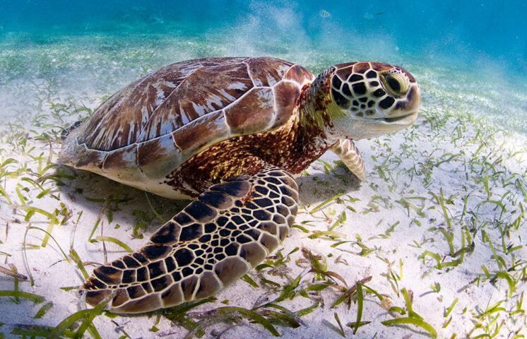 RD, entre países que llaman a la acción y colaboración para proteger a las tortugas marinas