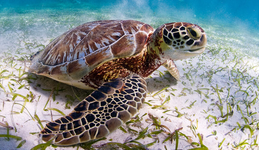 RD, entre países que llaman a la acción y colaboración para proteger a las tortugas marinas