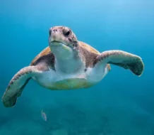 La Unesco alerta del deterioro acelerado de los océanos por el cambio climático
