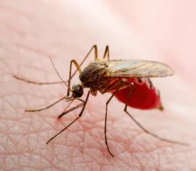 Brote de oropouche y muertes confirmadas por este virus ponen en alerta a Latinoamérica