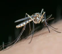 España afronta su segundo mayor brote de virus del Nilo con 47 casos y cinco muertes