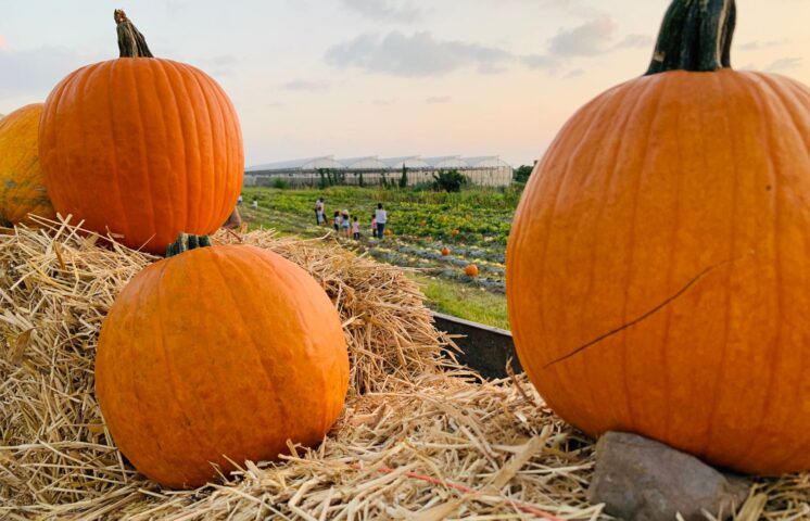 Tierra tropical regresa con temporada de otoño el “Pumpkin Patch”