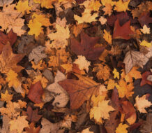 Comienza el Otoño en el Hemisferio Norte y la Primavera en el Hemisferio Sur