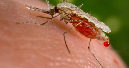 Salud Pública intensifica estrategias para el control de malaria