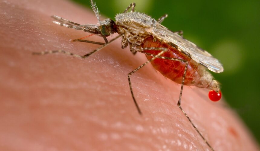 Salud Pública intensifica estrategias para el control de malaria