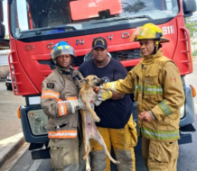 Bomberos en Santiago rescatan perro de una alcantarilla en el Ensanche Libertad