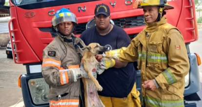 Bomberos en Santiago rescatan perro de una alcantarilla en el Ensanche Libertad