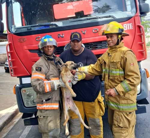 Bomberos en Santiago rescatan perro de una alcantarilla en el Ensanche Libertad