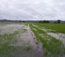 RD estaría abastecido de arroz en caso de pérdidas por cantidad de lluvias