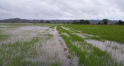 RD estaría abastecido de arroz en caso de pérdidas por cantidad de lluvias