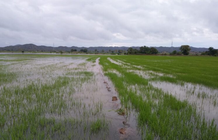 RD estaría abastecido de arroz en caso de pérdidas por cantidad de lluvias