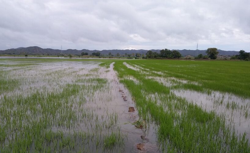 RD estaría abastecido de arroz en caso de pérdidas por cantidad de lluvias