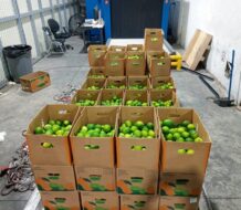 Frustran envío de presuntas sustancias ilícitas contenidas en limones de cerámica