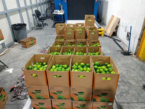 Frustran envío de presuntas sustancias ilícitas contenidas en limones de cerámica