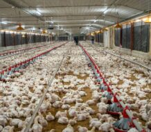 ADA garantiza pollos y huevos para esta navidad