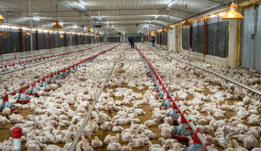 ADA garantiza pollos y huevos para esta navidad