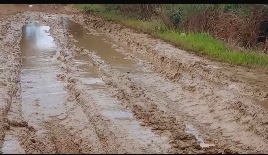 Denuncian podrían perder 135 mil tareas de arroz por mal estado de carretera