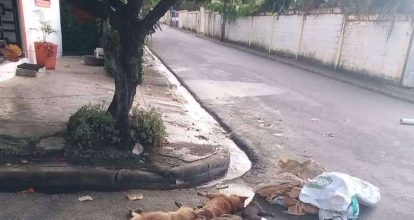 Denuncian envenenamiento de varios perros y gatos en Río San Juan 