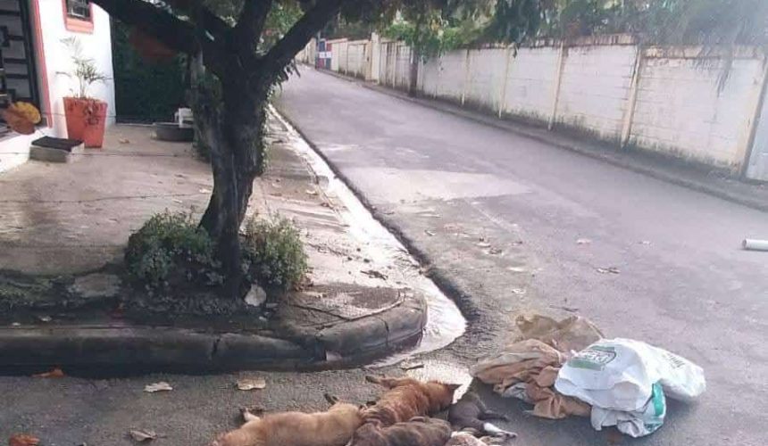 Denuncian envenenamiento de varios perros y gatos en Río San Juan 