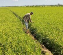 Gobierno expide decreto que resguarda producción local de arroz ante DR-CAFTA