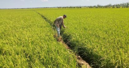 Gobierno expide decreto que resguarda producción local de arroz ante DR-CAFTA