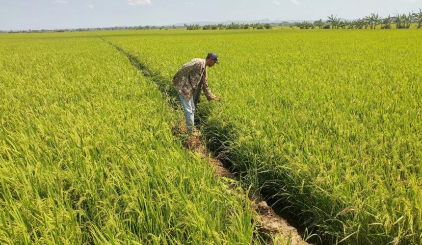 Gobierno expide decreto que resguarda producción local de arroz ante DR-CAFTA
