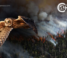 Reflejo del Cambio Climático en los Incendios Forestales de California