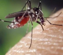 El 2024 cierra con una reducción en los casos de dengue en el país