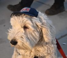 Perros de apoyo emocional ayudan a los bomberos que combaten los incendios en California
